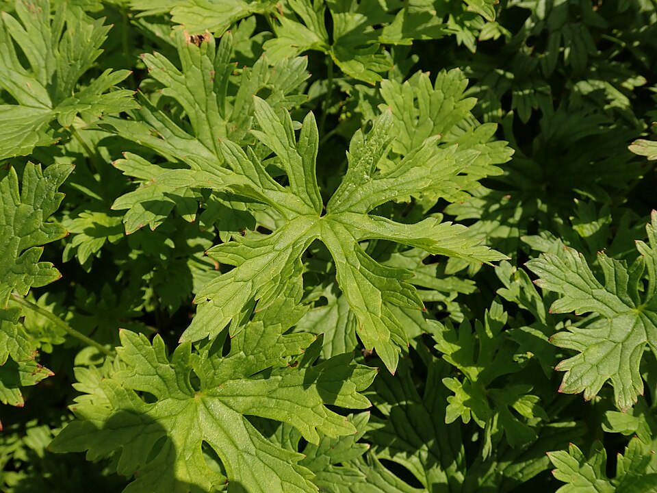 Geranium himalayense 'Baby Blue' (Baby Blue Geranium) (alternate view 2)