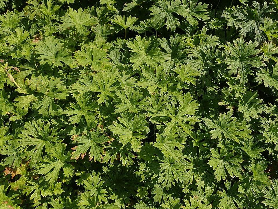 Geranium himalayense 'Baby Blue' (Baby Blue Geranium) (alternate view 3)