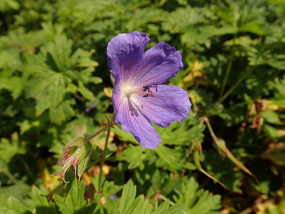Geranium himalayense 'Baby Blue' (Baby Blue Geranium) (alternate view 4)