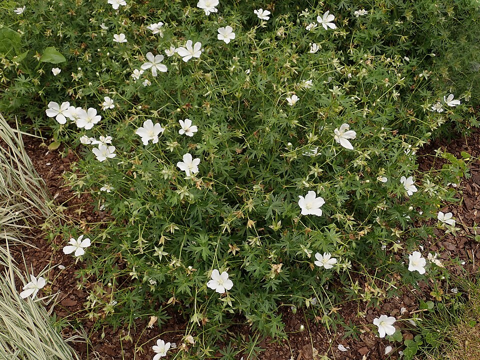 Geranium sanguineum 'Album' (alternate view 5)