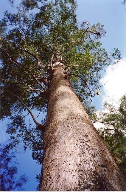 Eucalyptus pilularis (Blackbutt) (alternate view 2)
