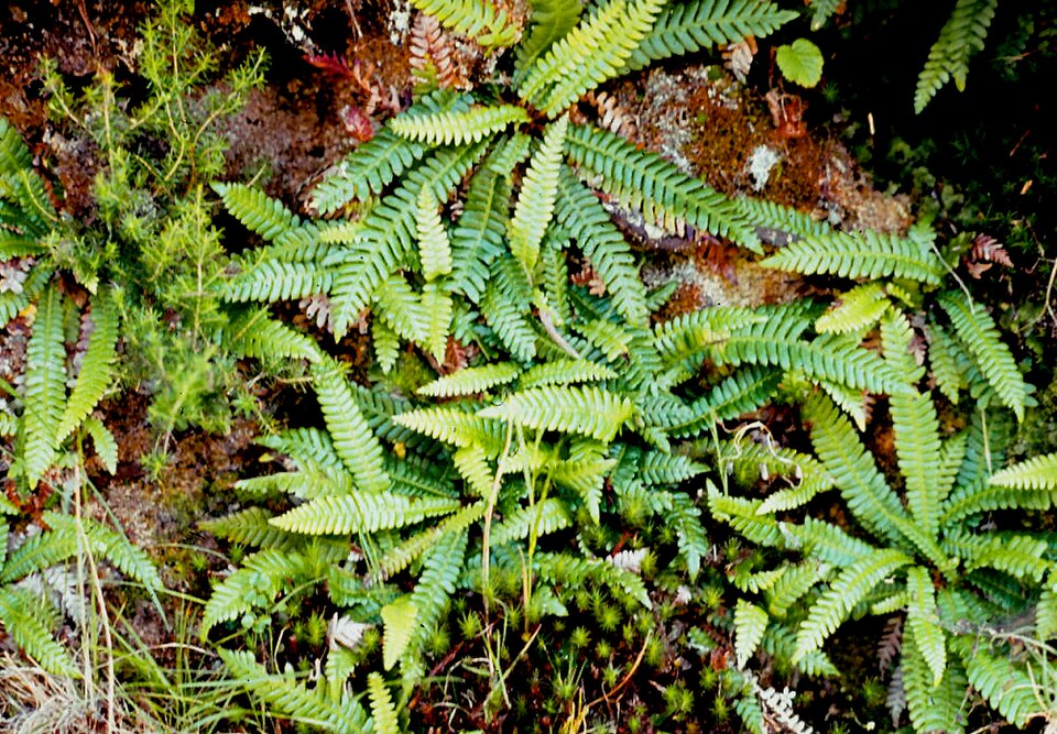 Blechnum (hard ferns) (alternate view 3)