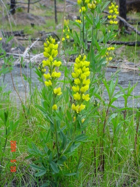 Thermopsis montana (Mountain goldenbean) (alternate view 10)