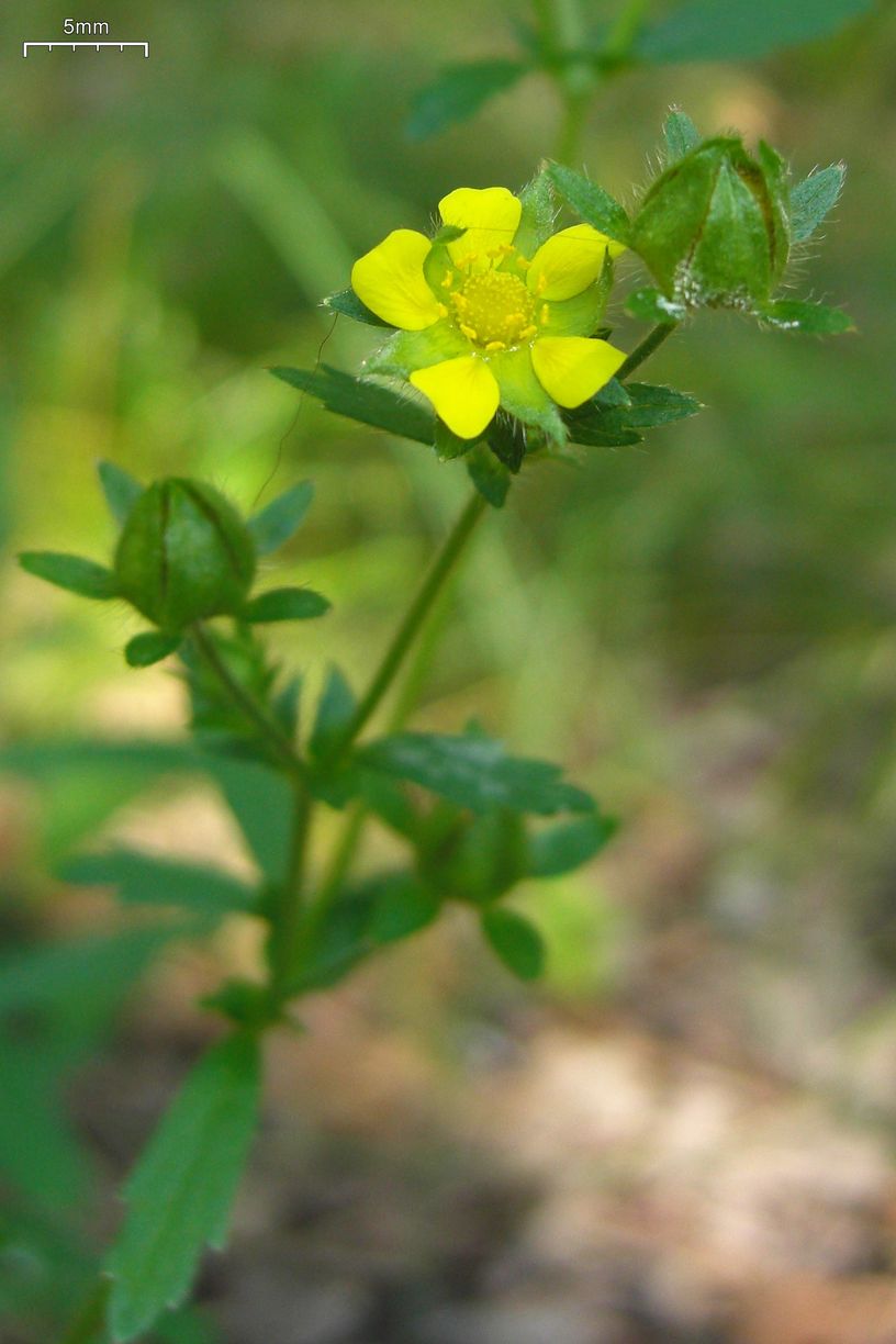 Potentilla norvegica (rough cinquefoil) (alternate view 6)