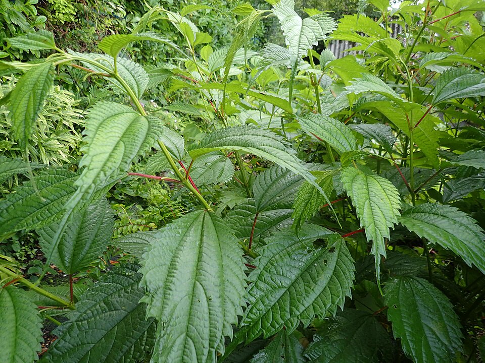 Boehmeria (false nettles and allies)