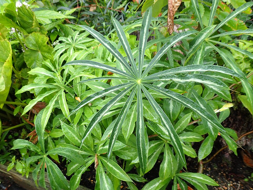 Arisaema consanguineum (Cobra Lily) (alternate view 8)