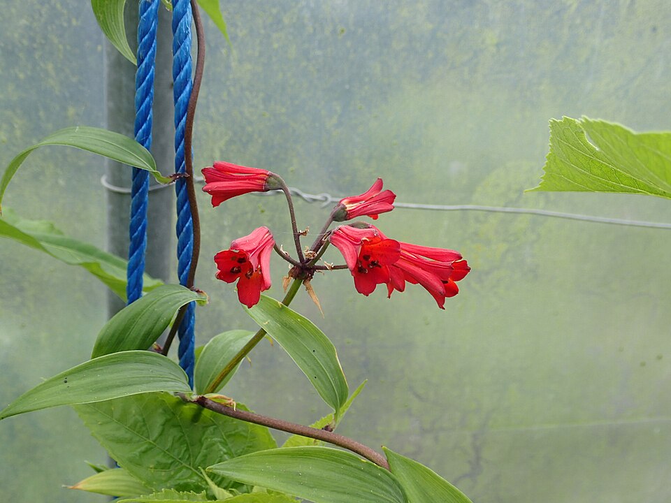 Boehmeria (false nettles and allies) (alternate view 2)