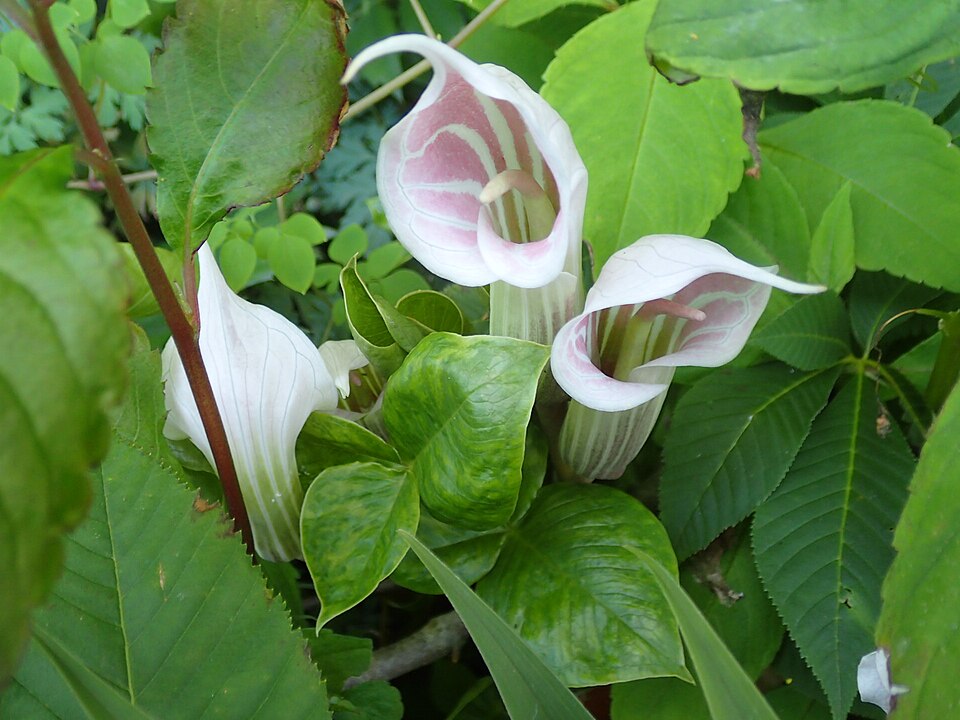 Arisaema candidissimum (White Jack-in-the-pulpit) (alternate view 9)