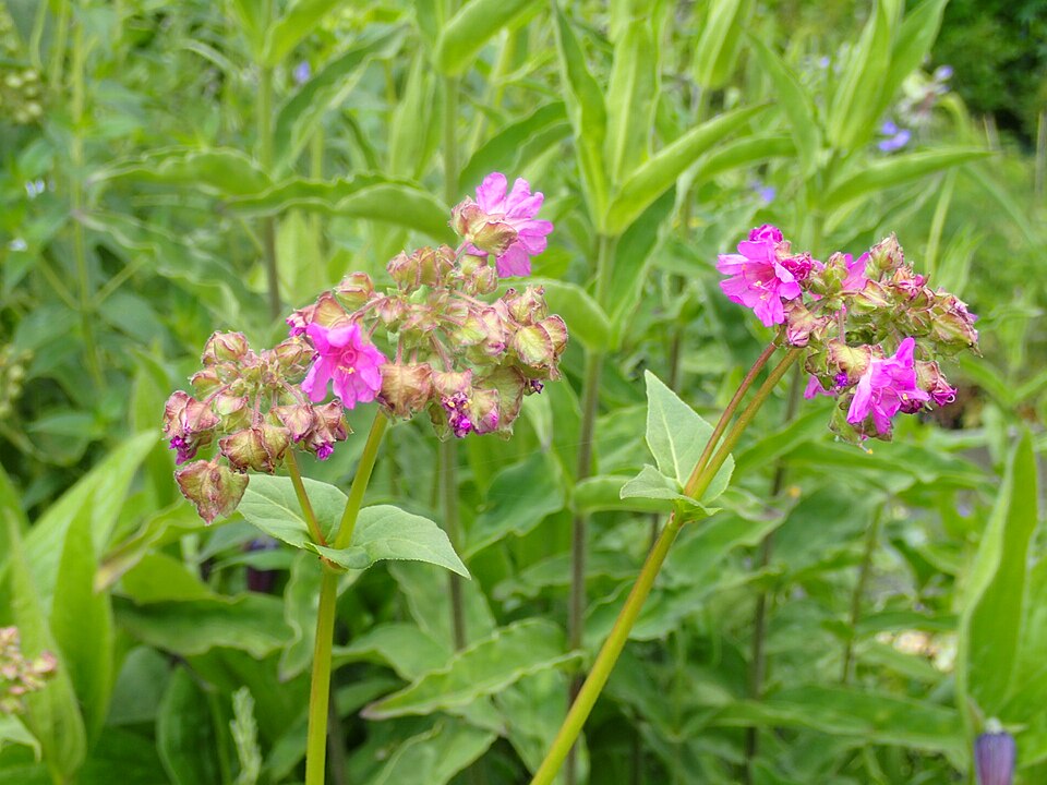 Mirabilis nyctaginea (Wild Four o'Clock) (alternate view 6)