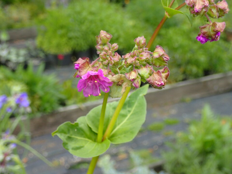 Mirabilis nyctaginea (Wild Four o'Clock) (alternate view 7)