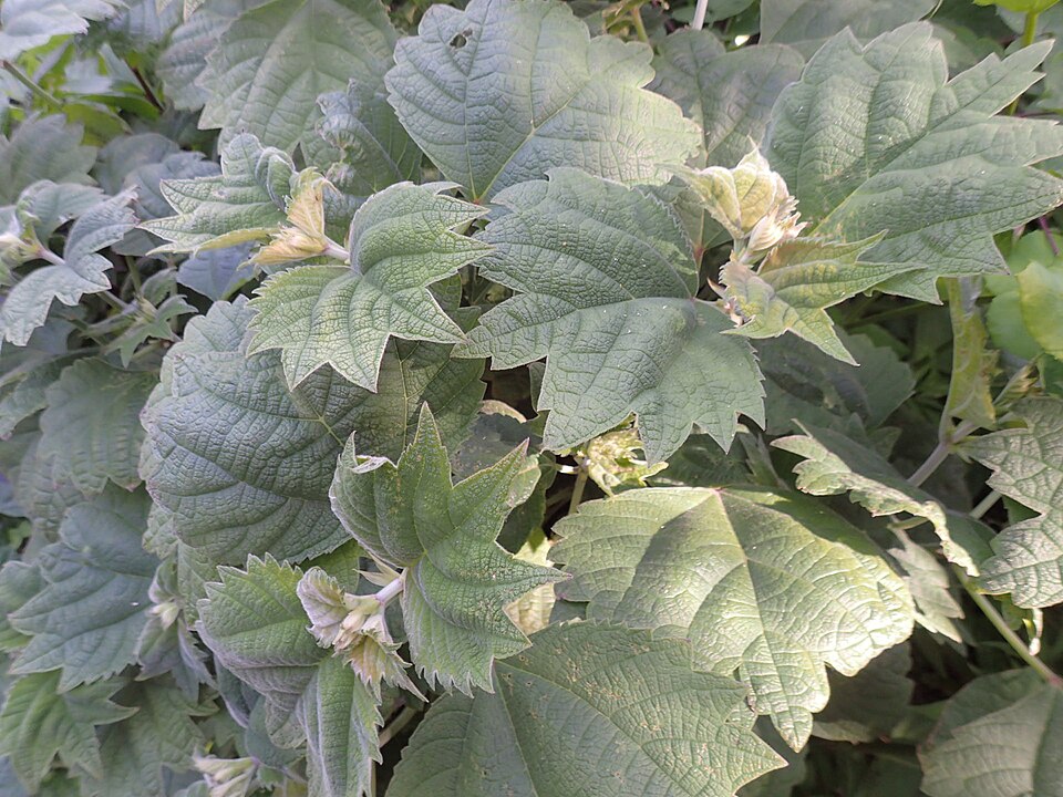 Boehmeria (false nettles and allies) (alternate view 4)