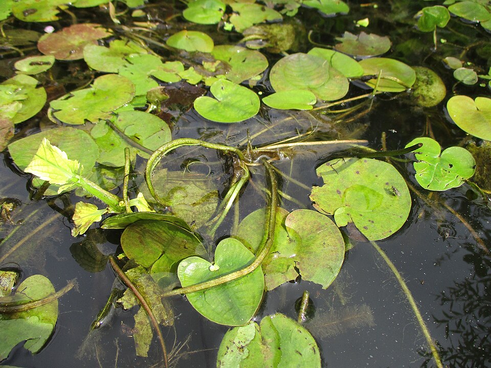 Hydrocharis morsus-ranae (European Frog-bit) (alternate view 8)