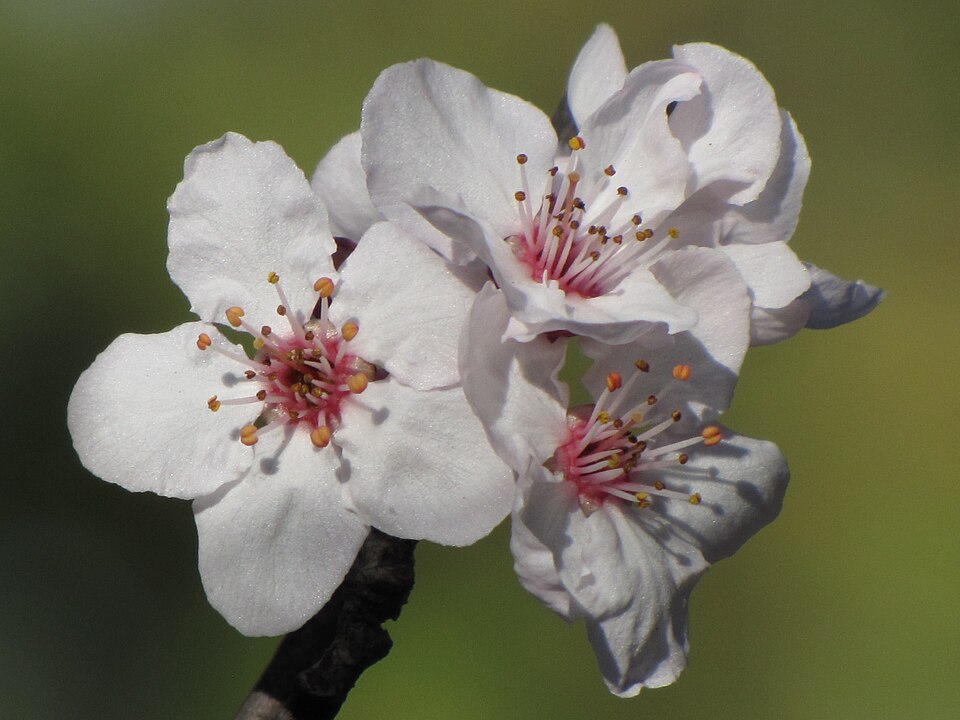 Prunus × cistena (Purple-leaved Sand Cherry) (alternate view 5)