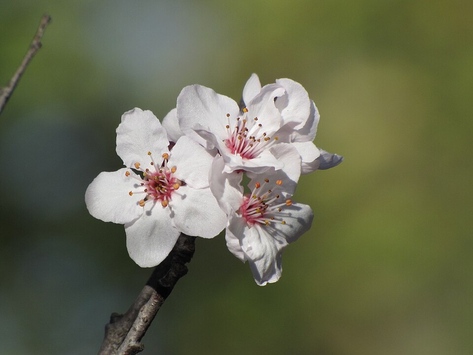 Prunus × cistena (Purple-leaved Sand Cherry) (alternate view 8)