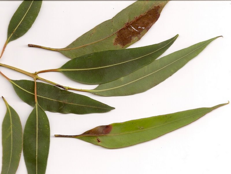 Eucalyptus pilularis (Blackbutt) (alternate view 3)