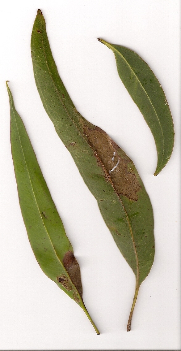 Eucalyptus pilularis (Blackbutt) (alternate view 4)