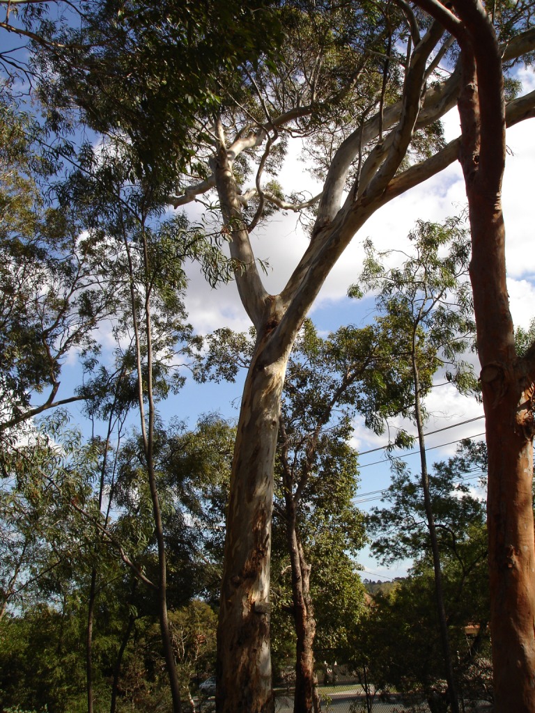 Eucalyptus leucoxylon (Yellow gum) (alternate view 2)