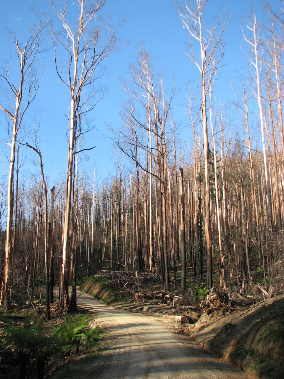 Eucalyptus regnans (Australian Mountain Ash) (alternate view 6)