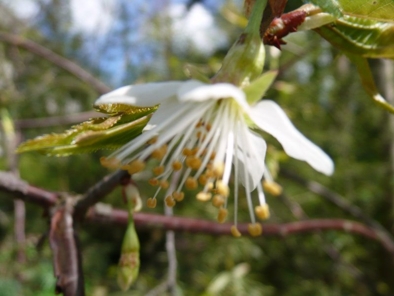 Prunus serrula, Tibetan cherry — spreading deciduous (Rosaceae) (image 6 of 10)