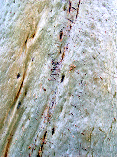 Eucalyptus racemosa (Northern Scribbly Gum) (alternate view 6)