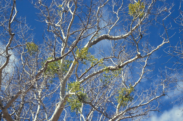 Platanus wrightii (Arizona sycamore) (alternate view 8)