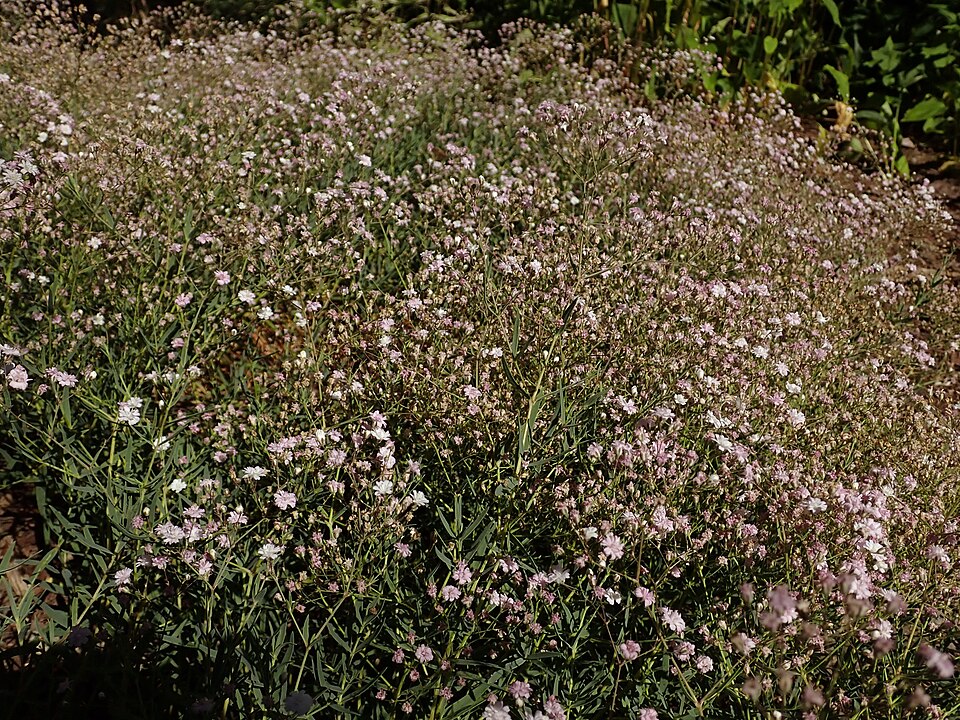 Gypsophila 'Rosenschleier' (alternate view 2)