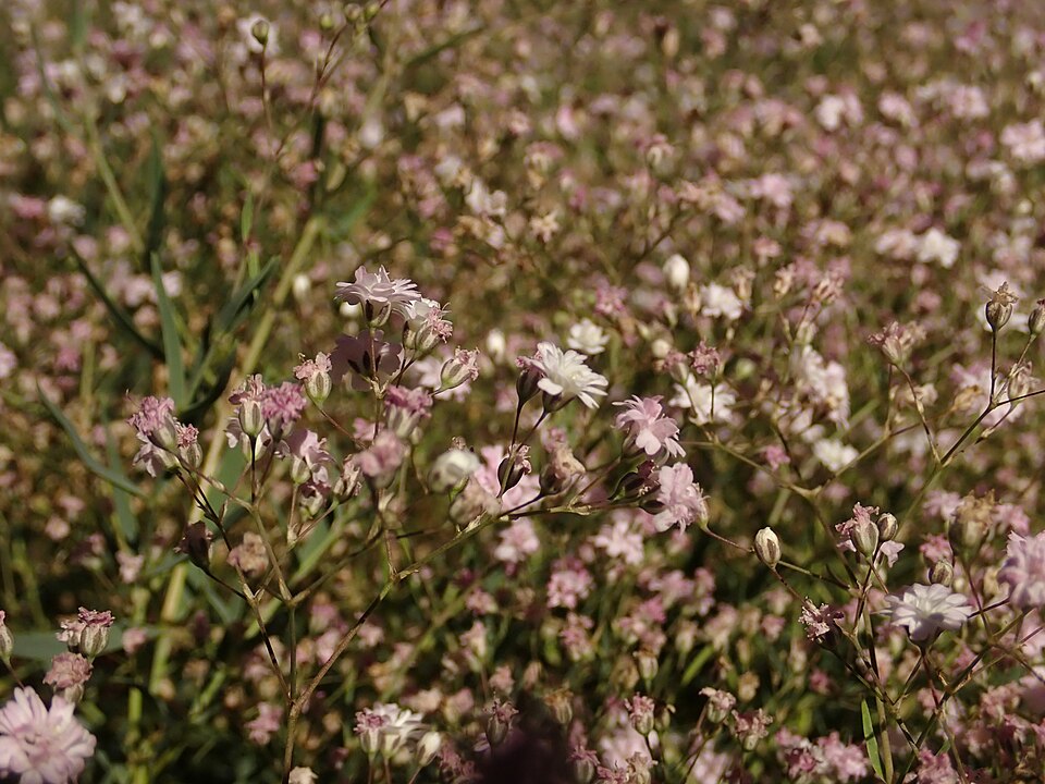 Gypsophila 'Rosenschleier' (alternate view 3)