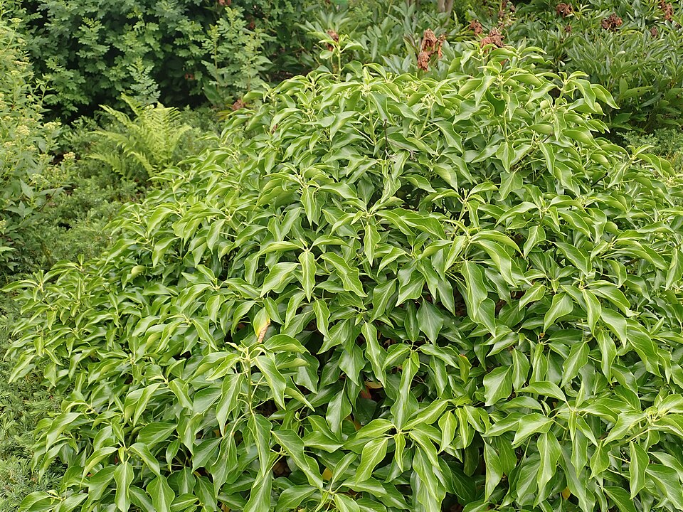 Hedera helix 'Arborescens' (alternate view 4)
