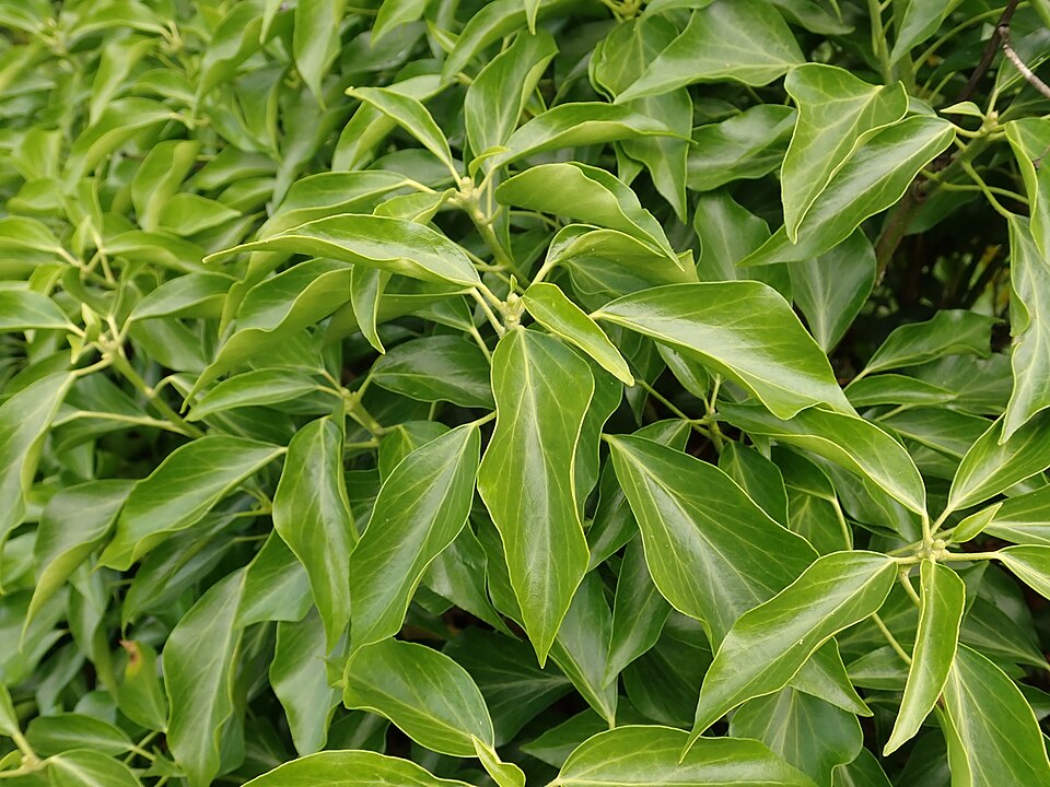 Hedera helix 'Arborescens' (alternate view 5)