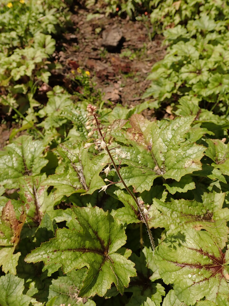 × Heucherella 'Kimono' (Kimono Foamy Bells)