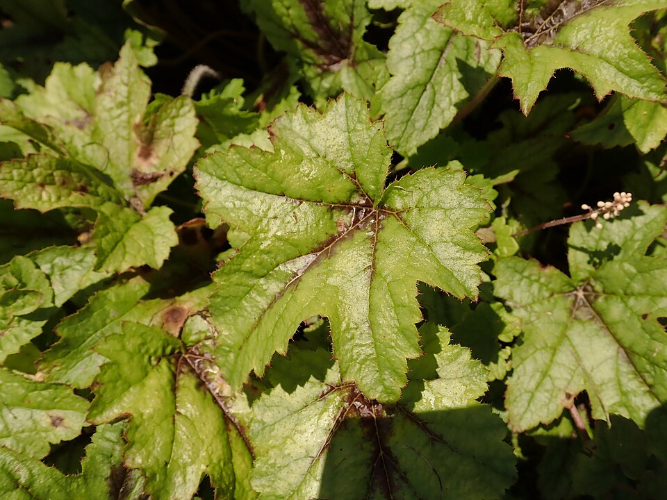 × Heucherella 'Kimono' (Kimono Foamy Bells) (alternate view 2)