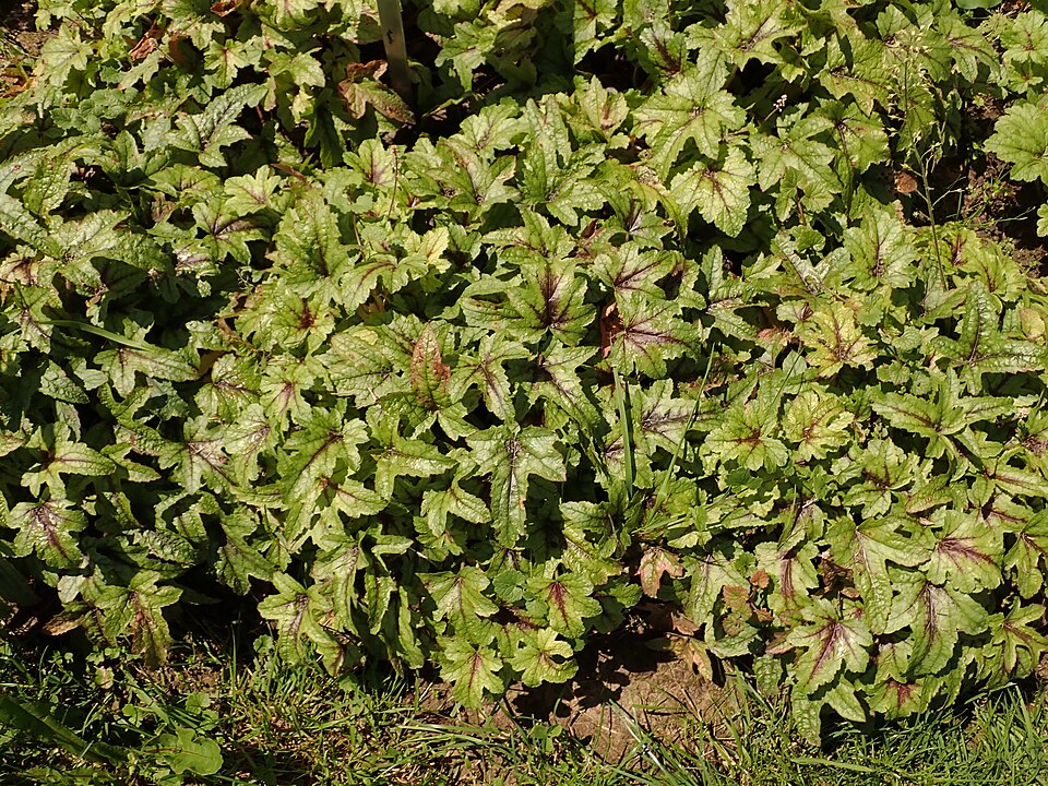 × Heucherella 'Kimono' (Kimono Foamy Bells) (alternate view 3)