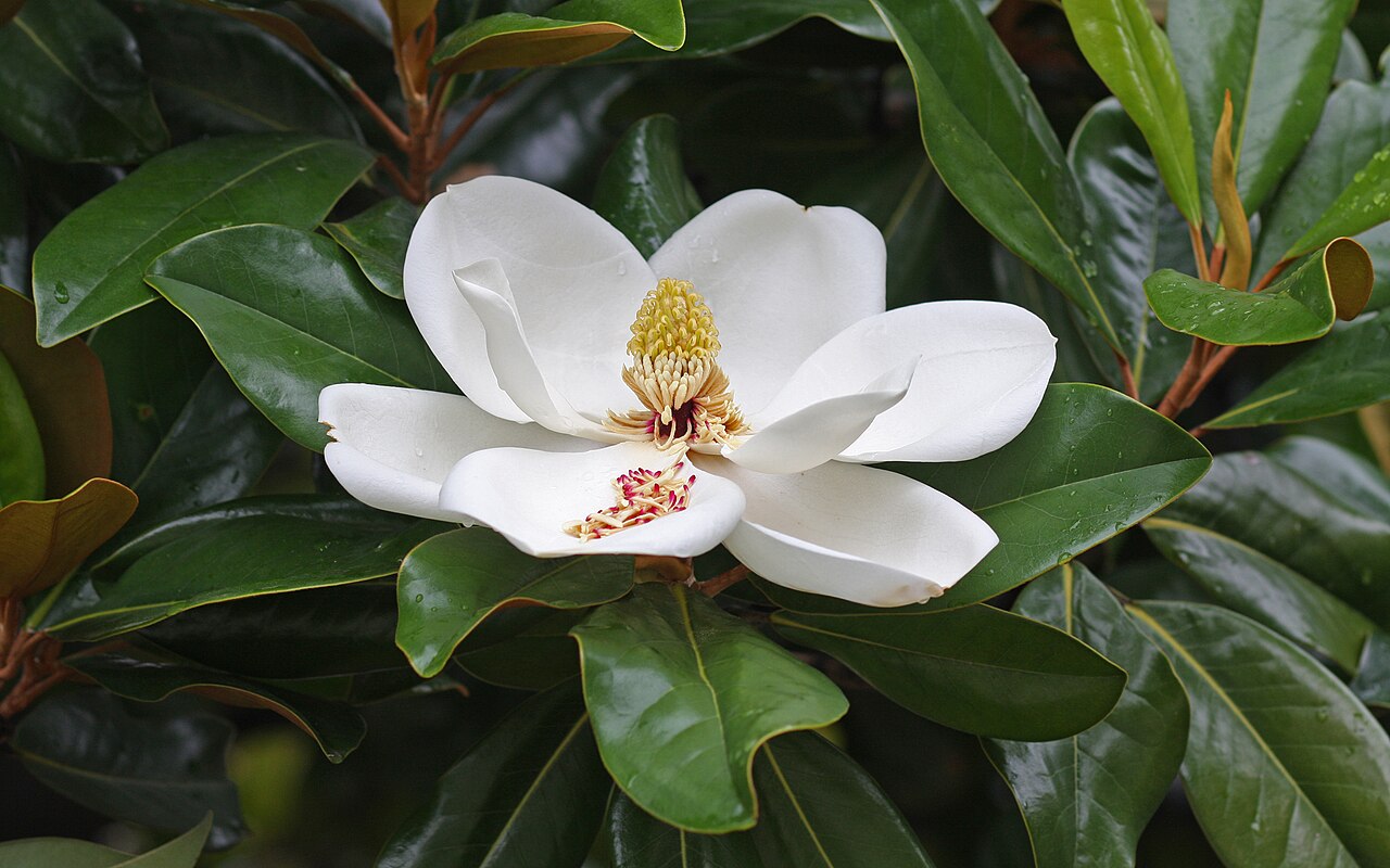 Magnolia grandiflora (southern magnolia)
