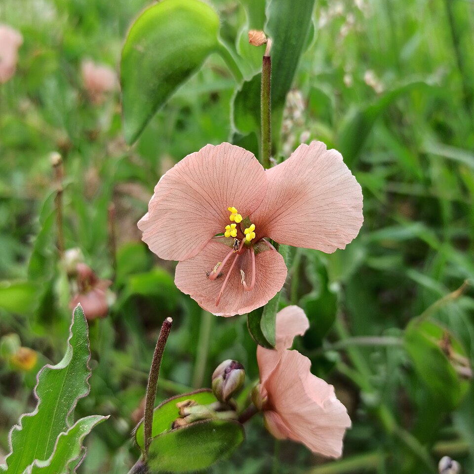 Commelina (dayflowers) (alternate view 5)