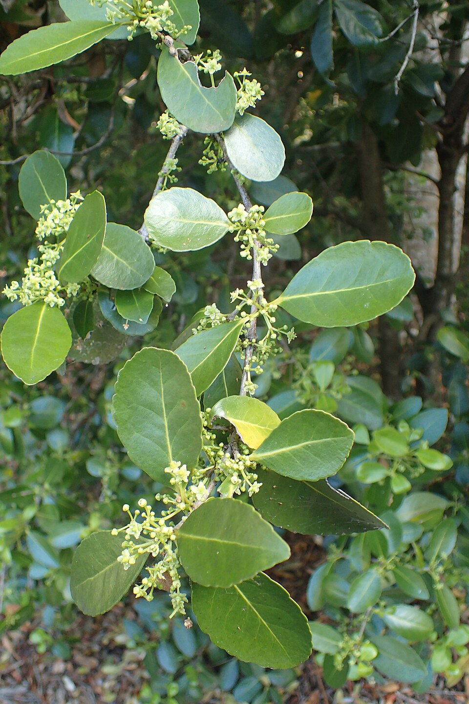 Elaeodendron australe (Red-fruited Olive Plum) (alternate view 3)