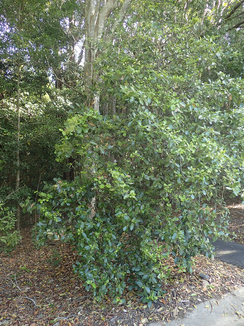 Elaeodendron australe (Red-fruited Olive Plum) (alternate view 4)