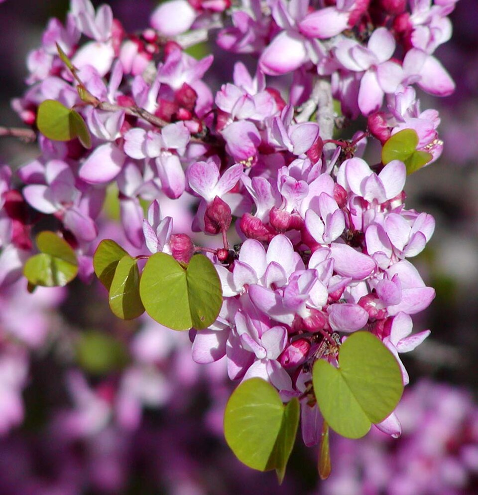 Cercis occidentalis (Western Redbud) (alternate view 4)