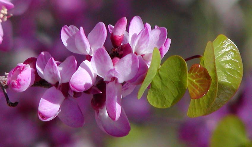 Cercis occidentalis (Western Redbud) (alternate view 5)