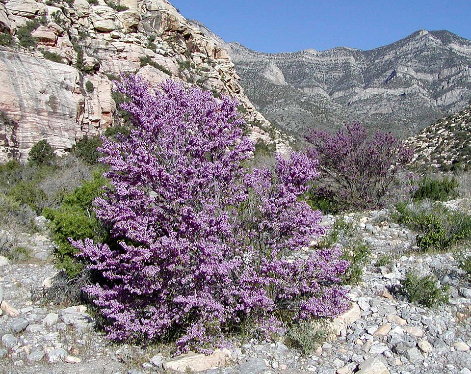 Cercis occidentalis (Western Redbud) (alternate view 6)