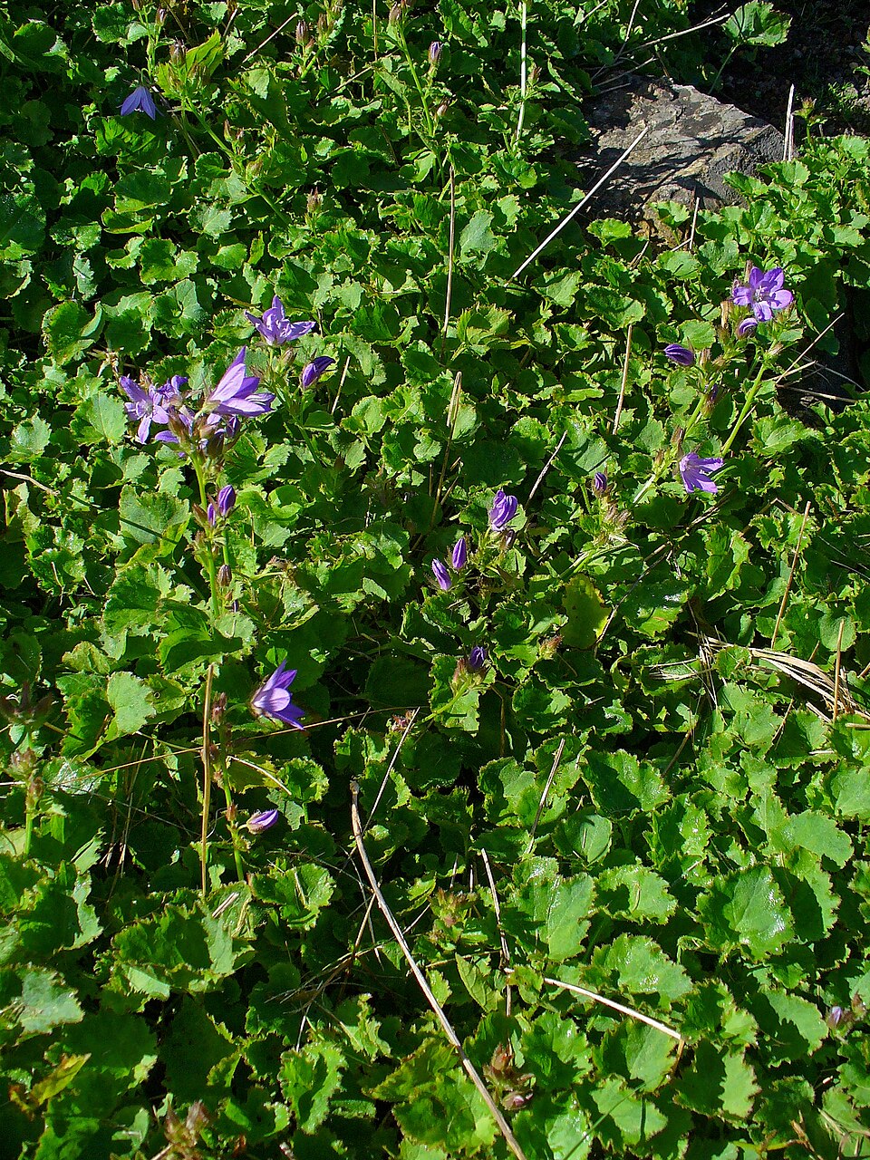 Campanula poscharskyana (Serbian Bellflower) (alternate view 10)