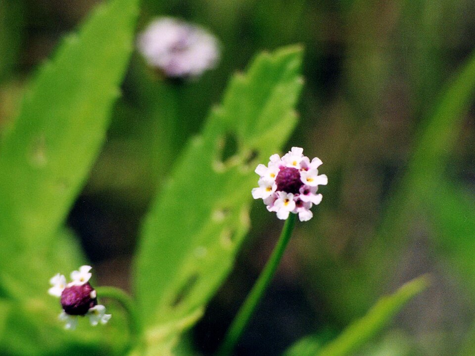 Phyla lanceolata (lanceleaf frogfruit) (alternate view 6)
