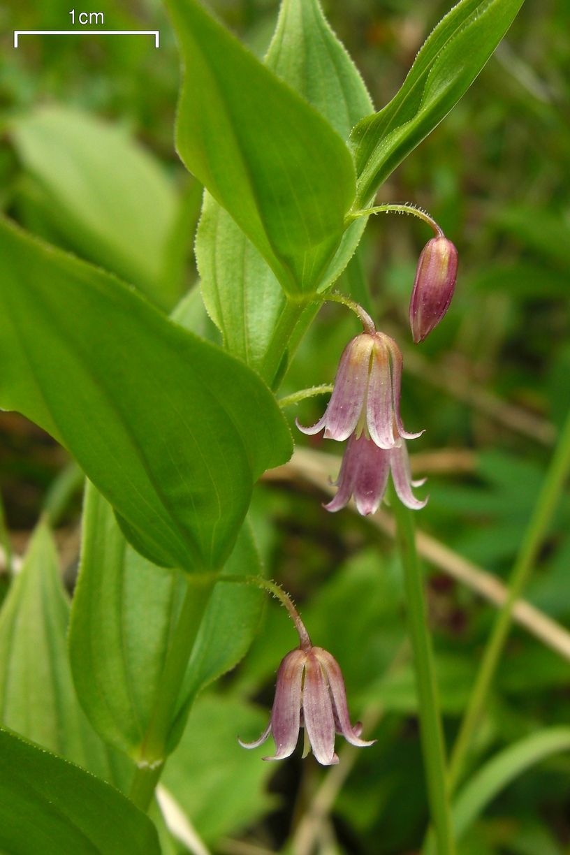 Streptopus lanceolatus (rose twisted-stalk) (alternate view 2)