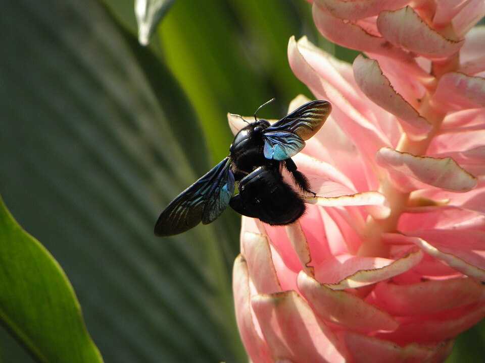 Alpinia (Shell Gingers)