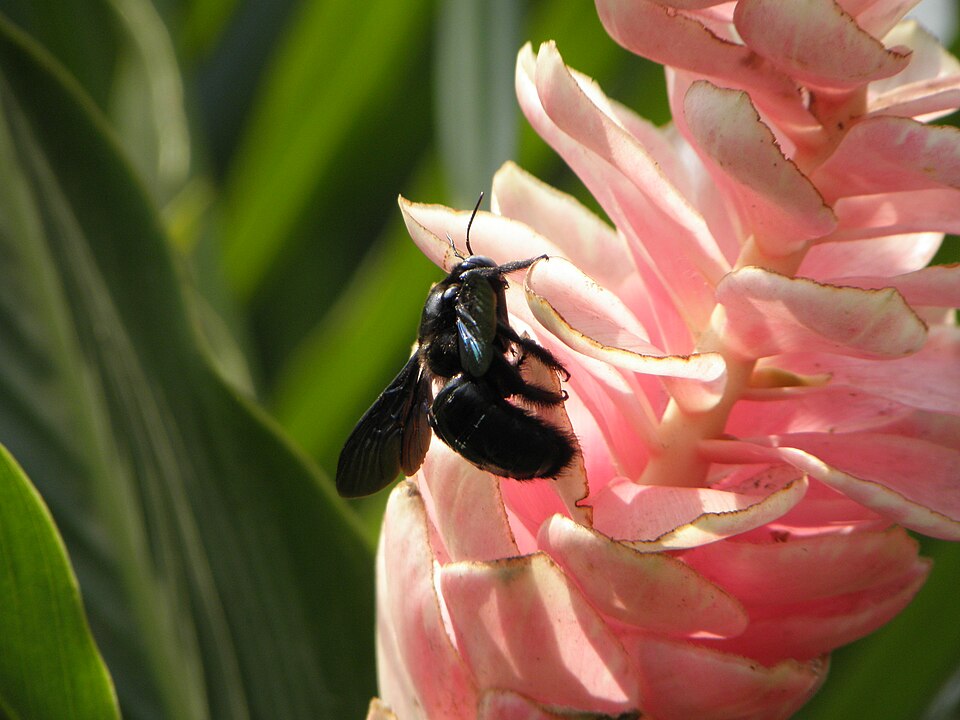 Alpinia (Shell Gingers) (alternate view 2)