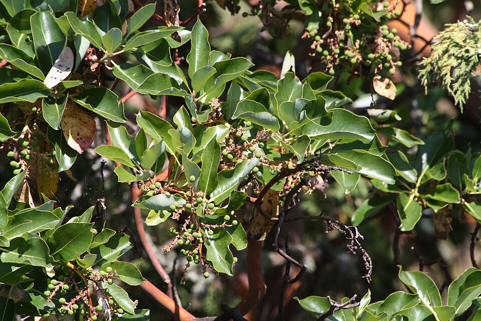 Arbutus menziesii (madrone) (alternate view 6)