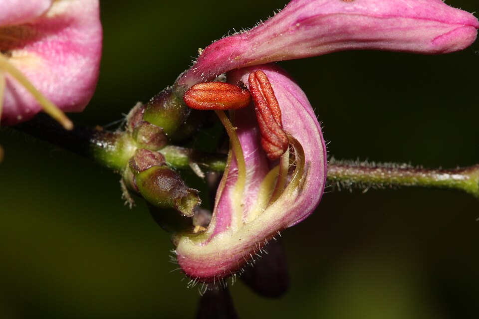 Lonicera hispidula (Pink Honeysuckle) (alternate view 6)
