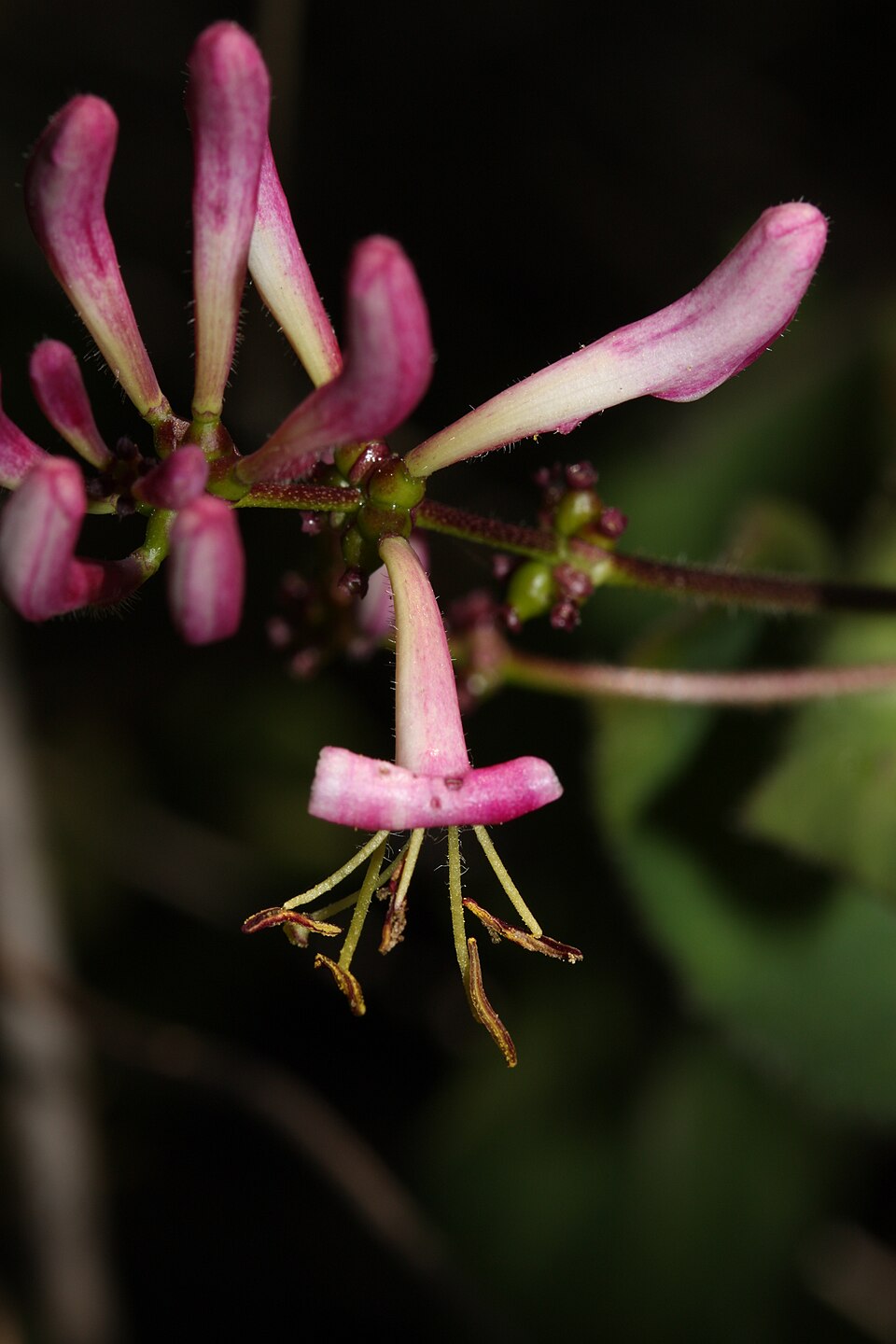 Lonicera hispidula (Pink Honeysuckle) (alternate view 7)