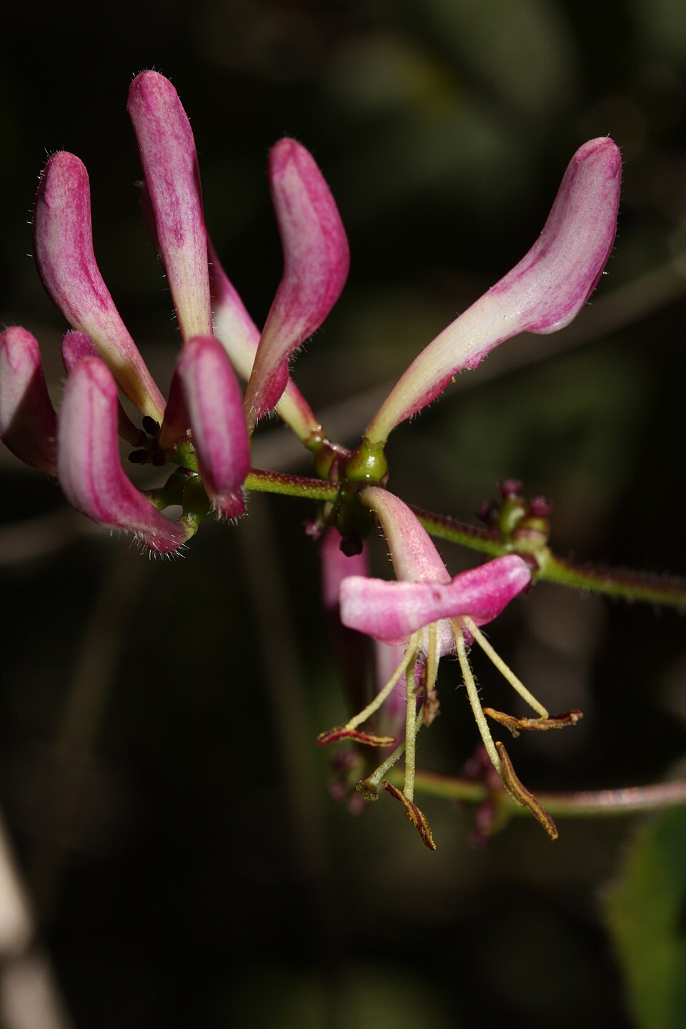 Lonicera hispidula (Pink Honeysuckle) (alternate view 8)