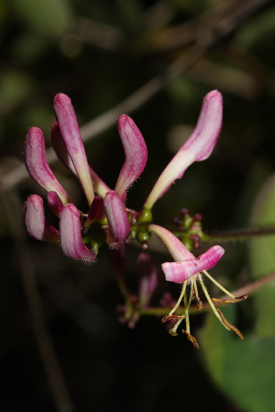 Lonicera hispidula (Pink Honeysuckle) (alternate view 9)