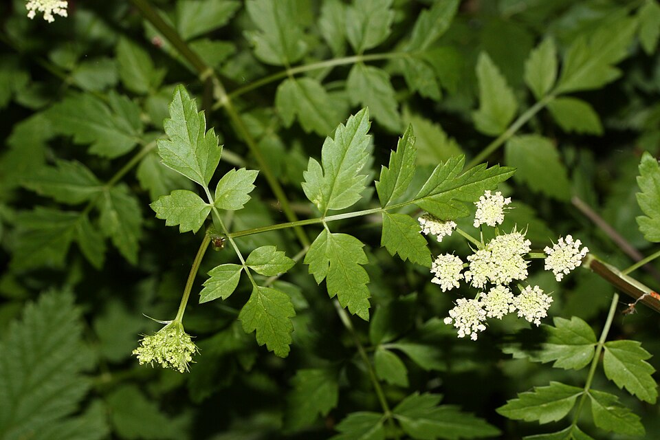 Oenanthe sarmentosa (water-parsley) (alternate view 7)